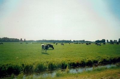 7-4 Het Friesche zwartbont vee.jpg