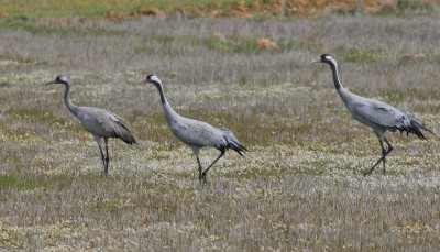 46-Fochteloërveen Kraanvogels Foto Lars Buckx.jpg